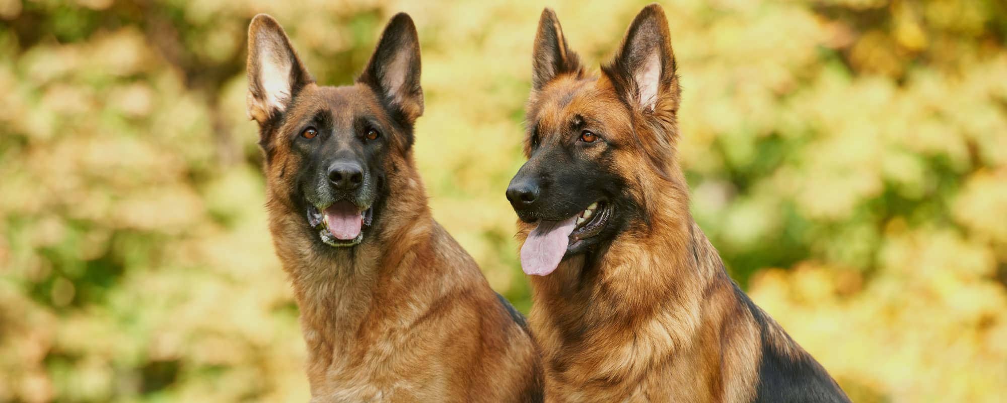 Pair of adult German Shepherd dogs at Whitchurch farm