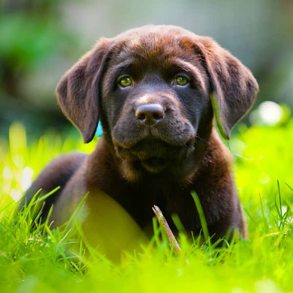 Chocolate Labrador puppy at Whitchurch farm
