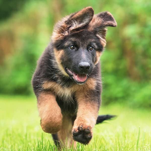 German Shepherd puppy running in field