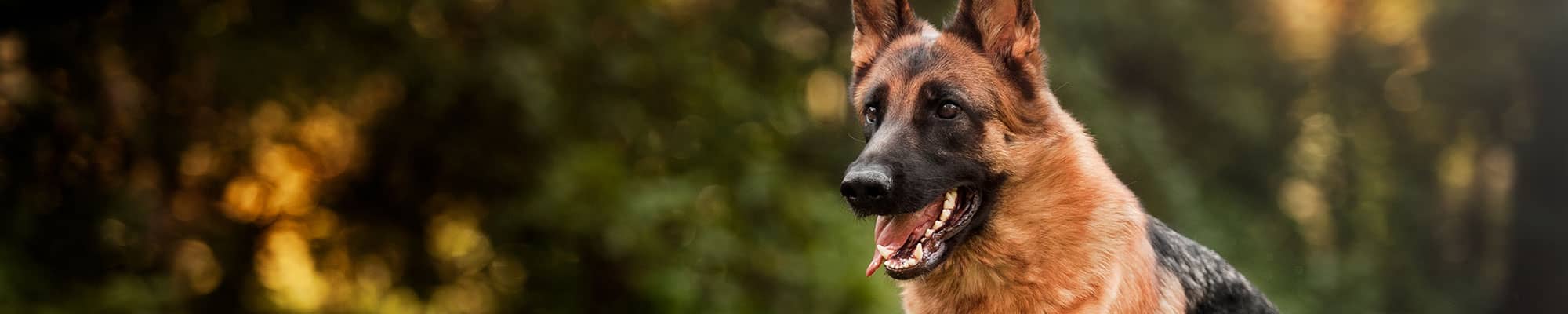 Adult German Shepherd running in Hanmer