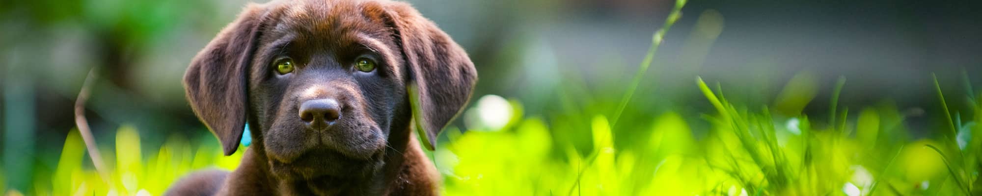 Chocolate Labrador sitting down