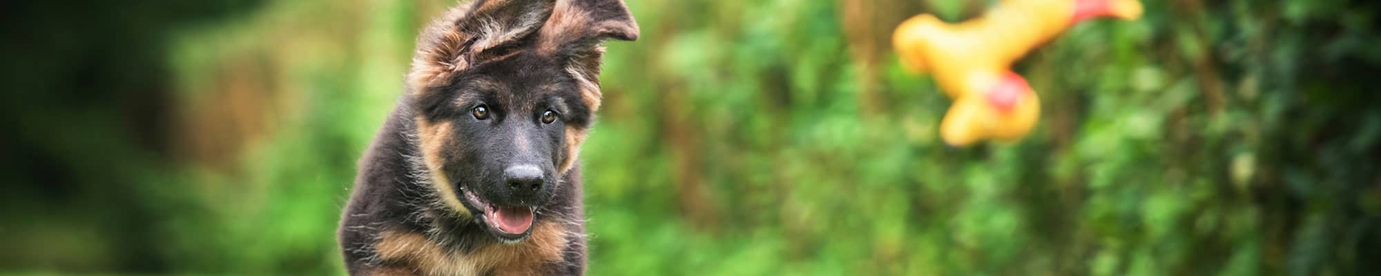 German Shepherd puppy running in Shropshire field