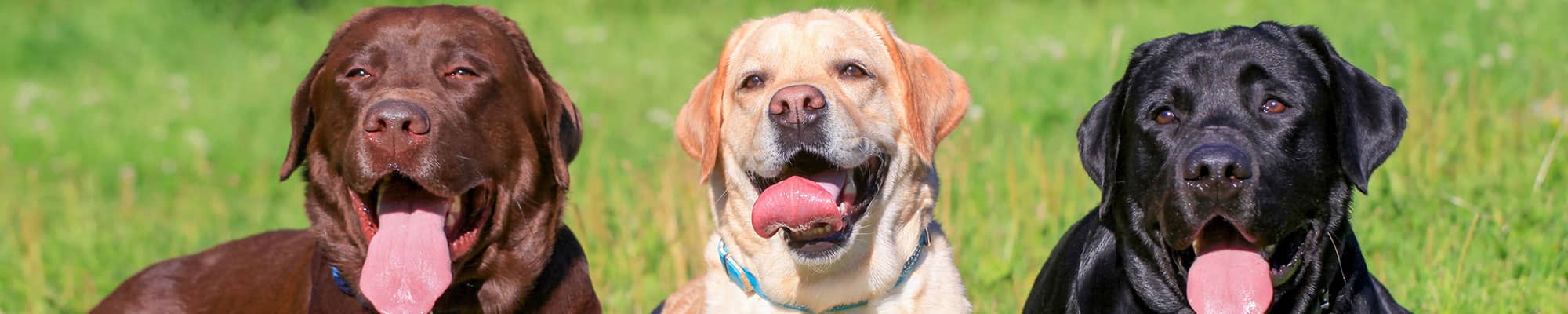 3 chocolate labradors in field in Whitchurch