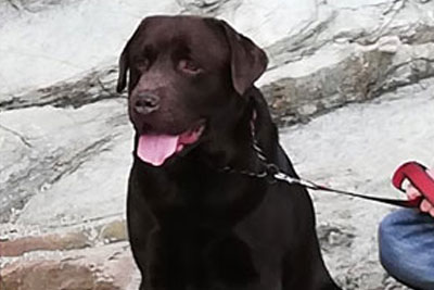 Chocolate Labrador on mountain walk in North Wales