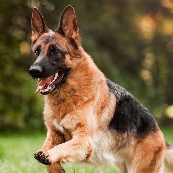 Adult German Shepherd playing fetch