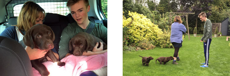 Andrew with chocolate labrador puppies