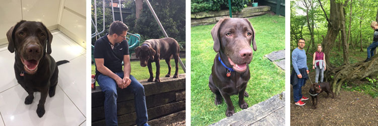 Chocolate labrador puppy growing up